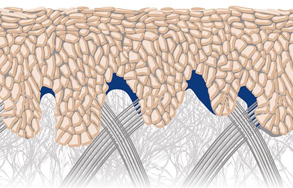 Presentación gráfica de la piel joven